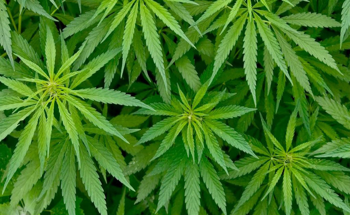 4/20 Día Mundial de la Marihuana, te revelamos su origen y significado Día Mundial de la Marihuana